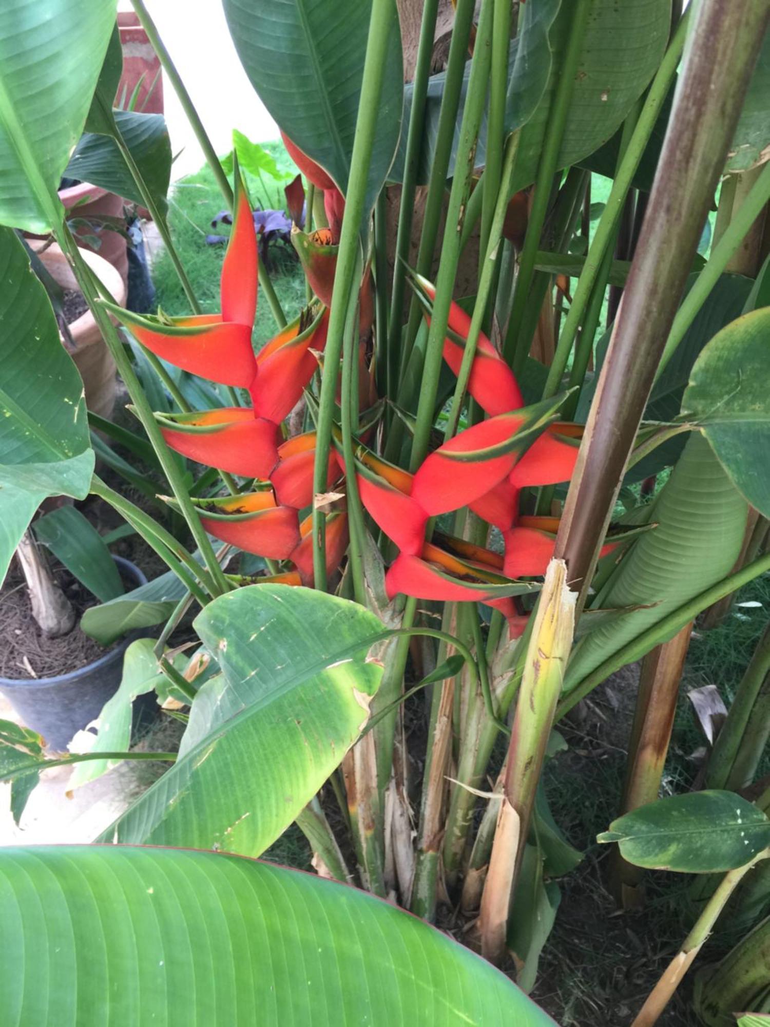 Tropical Oasis Lejlighed Ouakam Eksteriør billede